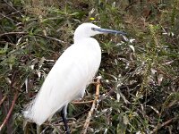 Egretta garzetta 116, Kleine zilverreiger, Saxifraga-Bart Vastenhouw