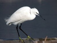 Egretta garzetta 13, Kleine zilverreiger, Saxifraga-Iztok Skornik