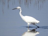 Egretta garzetta 141, Kleine zilverreiger, Saxifraga-Bart Vastenhouw