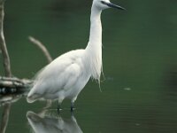 Egretta garzetta 29, Kleine zilverreiger, Saxifraga-Arie de Knijff
