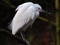 Egretta garzetta 35, Kleine zilverreiger, Saxifraga-Hans Dekker