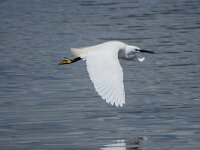Egretta garzetta 36, Kleine zilverreiger, adult, Saxifraga-Theo Verstrael