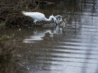 Egretta garzetta 37 Kleine zilverreiger, adult, Saxifraga-Theo Verstrael