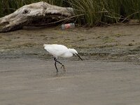 Egretta garzetta 40, Kleine zilverreiger, Saxifraga-Willem van Kruijsbergen