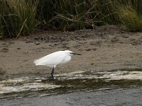 Egretta garzetta 49, Kleine zilverreiger, Saxifraga-Willem van Kruijsbergen
