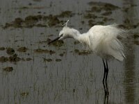 Egretta garzetta 61, Kleine zilverreiger, Saxifraga-Jan van der Straaten
