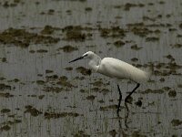 Egretta garzetta 64, Kleine zilverreiger, Saxifraga-Jan van der Straaten