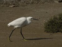 Egretta garzetta 65, Kleine zilverreiger, Saxifraga-Jan van der Straaten