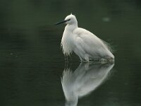 Egretta garzetta 7, Kleine zilverreiger, Saxifraga-Arie de Knijff