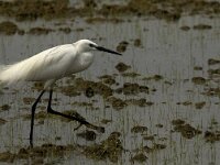 Egretta garzetta 70, Kleine zilverreiger, Saxifraga-Jan van der Straaten
