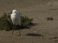 Egretta garzetta 71, Kleine zilverreiger, Saxifraga-Marijke Verhagen