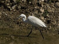 Egretta garzetta 72, Kleine zilverreiger, Saxifraga-Marijke Verhagen