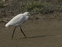 Egretta garzetta 76, Kleine zilverreiger, Saxifraga-Marijke Verhagen