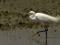 Egretta garzetta 79, Kleine zilverreiger, Saxifraga-Marijke Verhagen