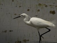 Egretta garzetta 83, Kleine zilverreiger, Saxifraga-Marijke Verhagen