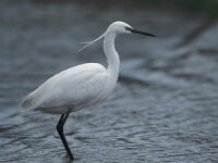 Egretta garzetta 9, Kleine zilverreiger, Saxifraga-Arie de Knijff