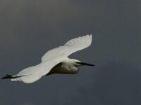 Egretta garzetta 92, Kleine zilverreiger, Saxifraga-Marijke Verhagen
