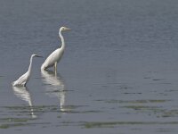 Egretta garzetta 95, Kleine zilverreiger, Saxifraga-Rik Kruit
