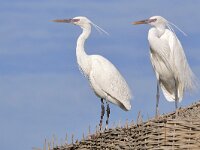Egretta gularis 16, Westelijke rifreiger, Saxifraga-Tom Heijnen