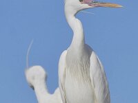 Egretta gularis 3, Westelijke rifreiger, Saxifraga-Tom Heijnen