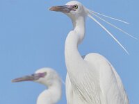Egretta gularis 6, Westelijke rifreiger, Saxifraga-Tom Heijnen