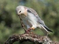 Elanus caeruleus 2, Grijze wouw, juvenile, Saxifraga-Joerg Mager