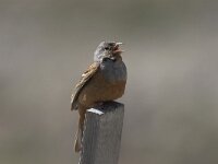 Emberiza caesia 2, Bruinkeelortolaan, Saxifraga-Luc Hoogenstein