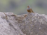 Emberiza caesia 7, Bruinkeelortolaan, Saxifraga-Mark Zekhuis