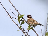 Emberiza leucocephalos 2, Witkopgors, Saxifraga-Mark Zekhuis