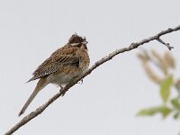 Emberiza leucocephalos 3, Witkopgors, Saxifraga-Mark Zekhuis