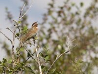 Emberiza leucocephalos 4, Witkopgors, male, Saxifraga-Mark Zekhuis