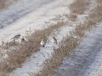 Eremophila alpestris 12, Strandleeuwerik, Saxifraga-Mark Zekhuis