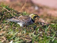 Eremophila alpestris 15, Strandleeuwerik, Saxifraga-Bart Vastenhouw