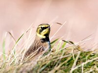 Eremophila alpestris 7, Strandleeuwerik, Saxifraga-Bart Vastenhouw