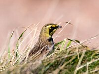 Eremophila alpestris 8, Strandleeuwerik, Saxifraga-Bart Vastenhouw