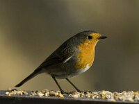 Erithacus rubecula 12, Roodborst, Saxifraga-Jan van der Straaten
