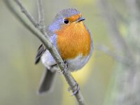Erithacus rubecula 152, Roodborst, Saxifraga-Tom Heijnen