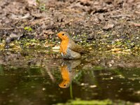 Erithacus rubecula 23, Roodborst, Saxifraga-Jan Nijendijk