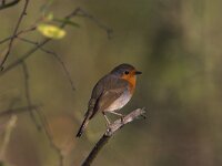 Erithacus rubecula 28, Roodborst, Saxifraga-Luc Hoogenstein