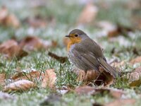 Roodborst, Erithacus rubecula  Roodborst, Erithacus rubecula : Erithacus rubecula, Nederland, Robin, Roodborst, Soest, Utrecht, bevroren, bird, brown, bruin, city bird, cold, december, fallen leafs, garden, garden bird, gevallen bladeren, grond, ground, kou, nieuwjaarsdag, orange, oranje, song bird, stadsvogel, the Netherlands, tuin, tuinvogel, vogel, winter, zangvogel