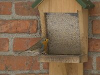 Erithacus rubecula 38, Roodborst, Saxifraga-Willem van Kruijsbergen