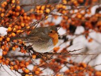 Erithacus rubecula 41, Roodborst, Saxifraga-Piet Munsterman