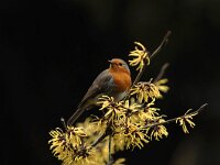 Erithacus rubecula 6, Roodborst, Saxifraga-Piet Munsterman