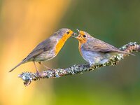 Parent Robin bird feeding juvenile  Parent Robin bird (Erithacus Rubecula) feeding grown up juvenile young on branch with moss : animal, baby, background, beak, beautiful, bird, birds, branch, caterpillar, closeup, cute, erithacus, europe, fauna, feather, feed, feeding, flight, forest, green, hungry, juvenile, life, little, mother, nature, nest, orange, ornithology, outdoor, parent, park, perched, red, redbreast, robin, rubecula, small, song, spring, subadult, summer, swallow, tree, two, wild, wildlife, wing, wood, young