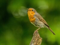 Erithacus rubecula 8, Roodborst, adult, Saxifraga-Theo Verstrael
