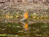 Erithacus rubecula 9, Roodborst, Saxifraga-Jan Nijendijk, tif