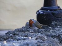 Erithacus rubecula ssp superbus 54, Canarische roodborst, Saxifraga-Dirk Hilbers