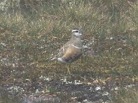 Eudromias  morinellus 13, Morinelplevier, Saxifraga-Kees van Berkel : Blue Elephant