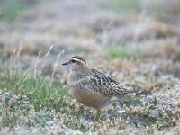 Eudromias  morinellus 3, Morinelplevier, Saxifraga-Piet Munsterman