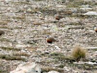 Eudromias morinellus 16, Morinelplevier, Saxifraga-Hans Grotenhuis